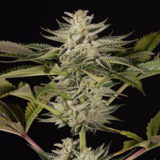 Ocean grown cookies dinafem seeds féminisée