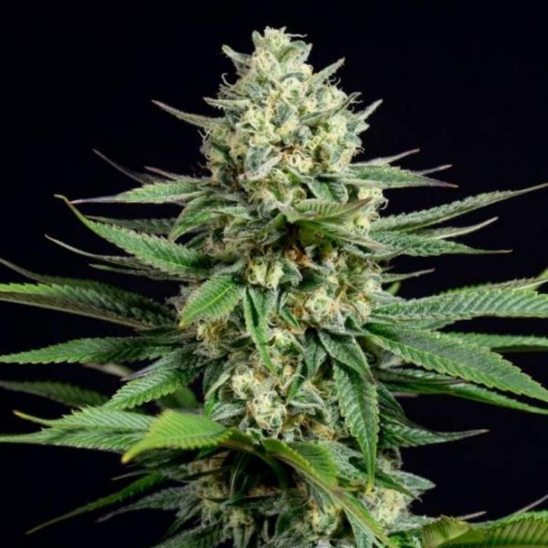 Og kush cbd dinafem seeds féminisée Og kush cbd dinafem seeds féminisée