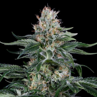Orange juice dinafem seeds féminisée