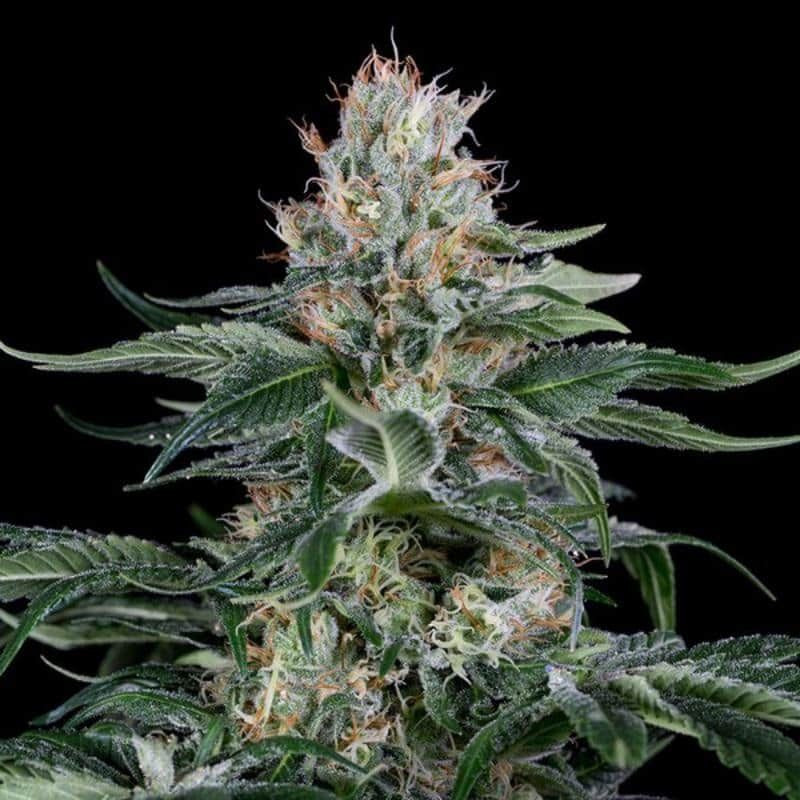 Orange juice dinafem seeds féminisée