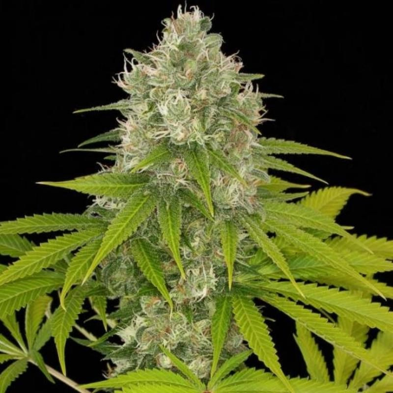 Power kush dinafem féminisée