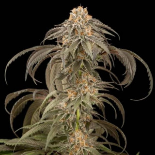 Purple afghan kush dinafem féminisée