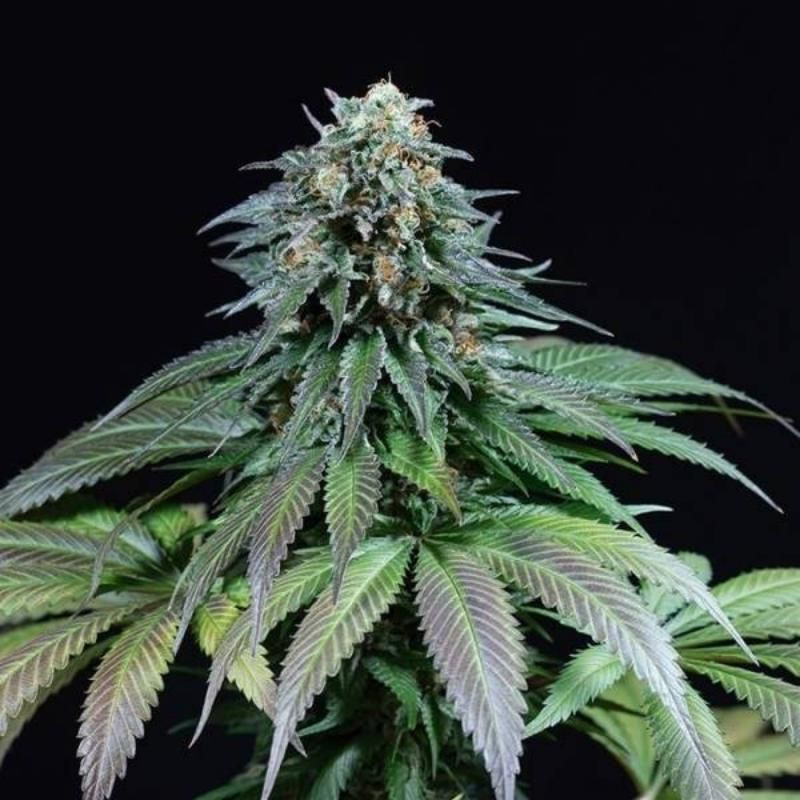 Purple moby dick dinafem seeds féminisée