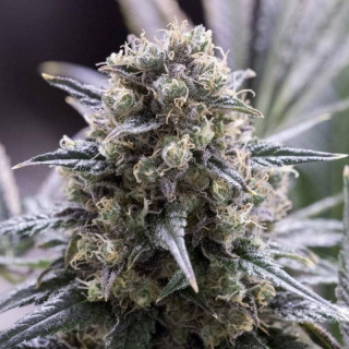Quick Dinamed CBD - Dinafem Seeds