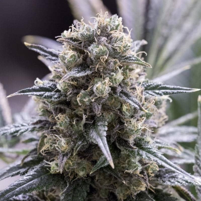 Quick Dinamed CBD - Dinafem Seeds