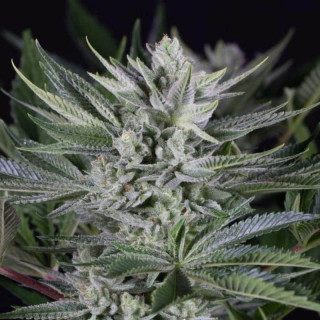 Quick gorilla dinafem seeds féminisée