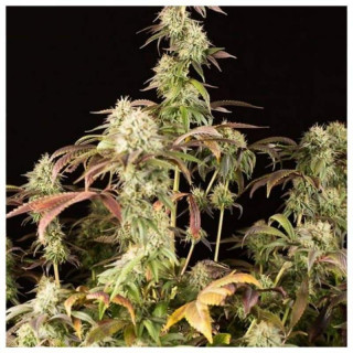 Remo chemo féminisée dinafem seeds
