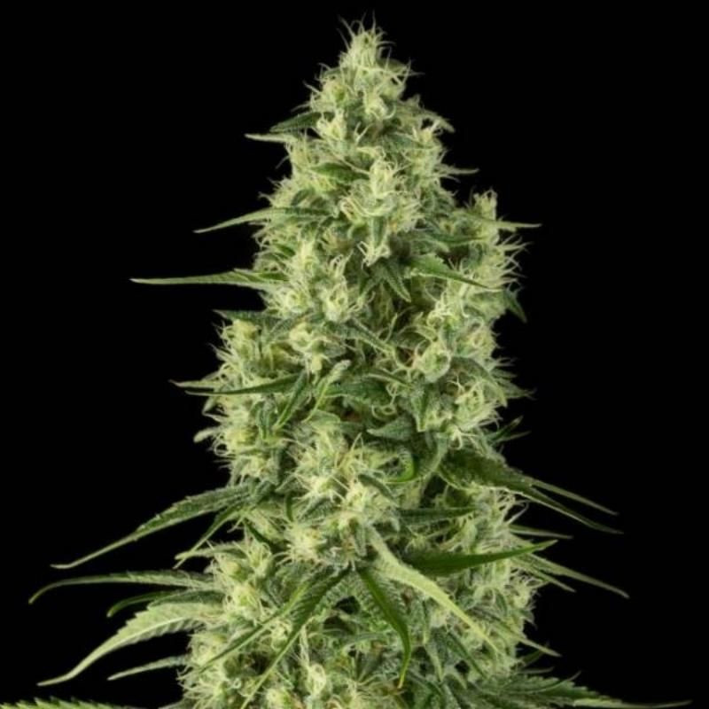 Santa sativa dinafem seeds - féminisée