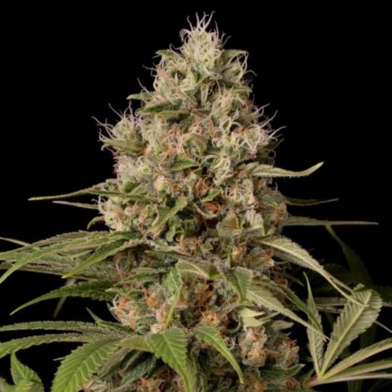 Shark shock cbd féminisée dinafem seeds Shark shock cbd féminisée dinafem seeds