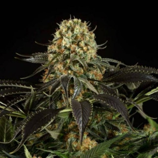 White siberian dinafem seeds féminisée