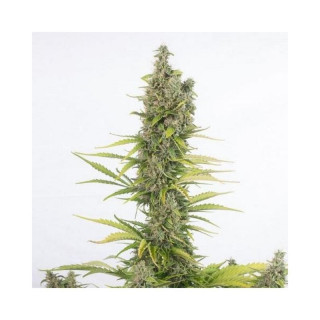 Amnesia CBD - Autofloraison - Dinafem Seeds