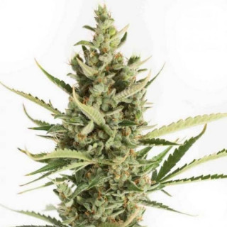 Amnesia XXL Auto - Dinafem Seeds - Graines de Cannabis de Collection