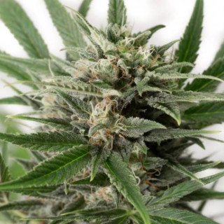 Blue amnesia xxl auto - dinafem seeds