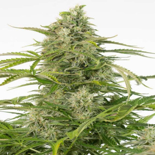 Cheese CBD - Autofloraison - Dinafem Seeds