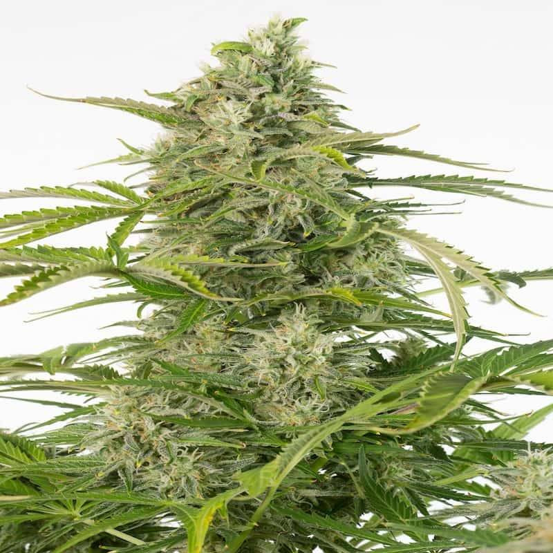 Cheese CBD - Autofloraison - Dinafem Seeds