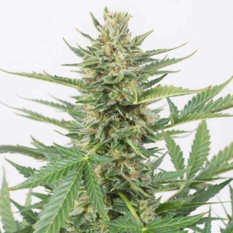 Cheese xxl auto dinafem seeds Cheese xxl auto dinafem seeds