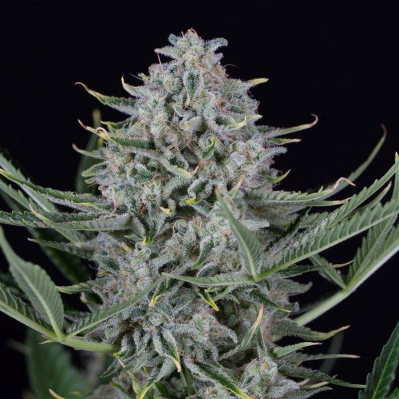 Cookies - Autofloraison - Dinafem Seeds
