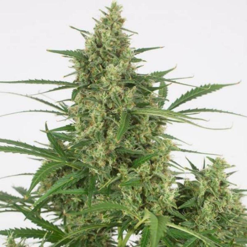 Critical + 2.0 auto dinafem seeds Critical + 2.0 auto dinafem seeds