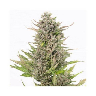 Critical + CBD Autofloraison - Dinafem Seeds