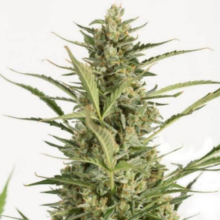 Critical jack auto dinafem seeds