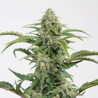 Dinamed CBD Autofloraison - Dinafem Seeds