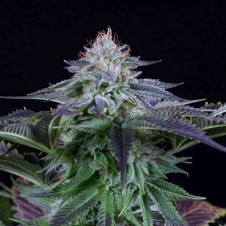 Dinamed kush cbd auto dinafem seeds