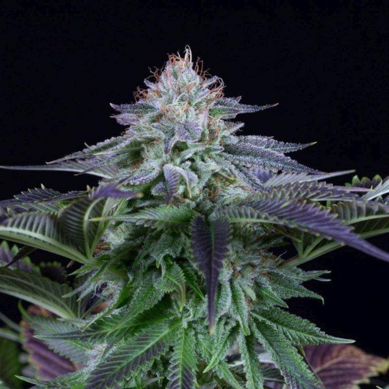 Dinamed kush cbd auto dinafem seeds