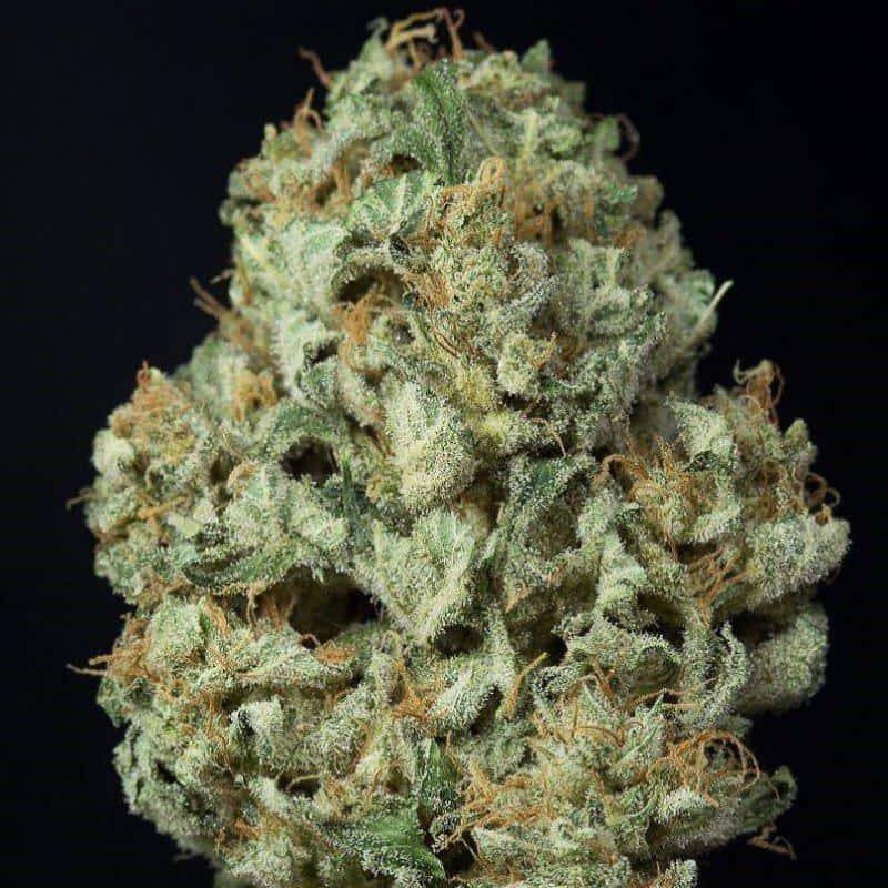 Dinamex auto dinafem seeds Dinamex auto dinafem seeds