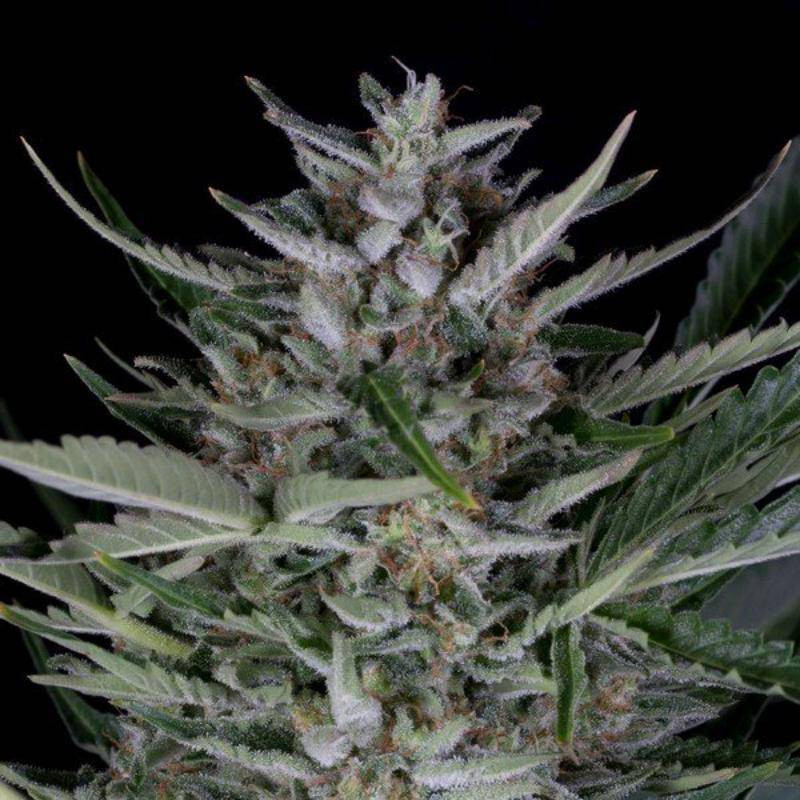 Gorilla autoflowering dinafem seeds