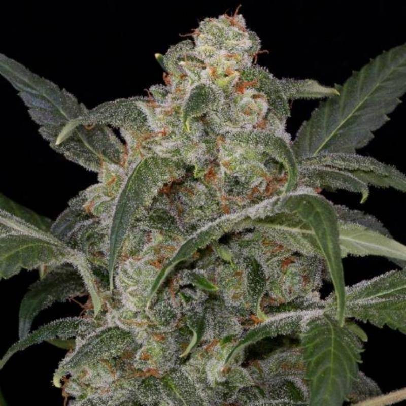 Haze 2.0 auto dinafem seeds