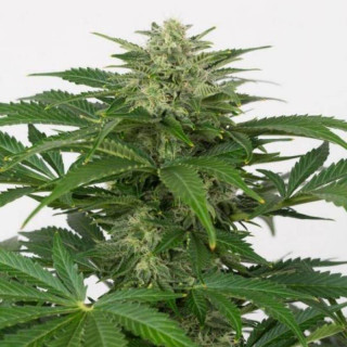 Haze cbd auto dinafem seeds