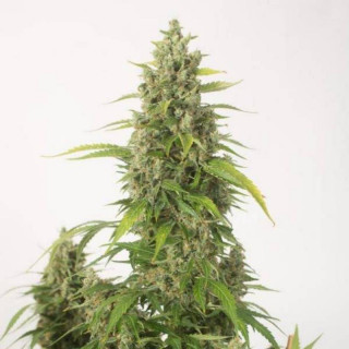 Haze xxl auto dinafem seeds