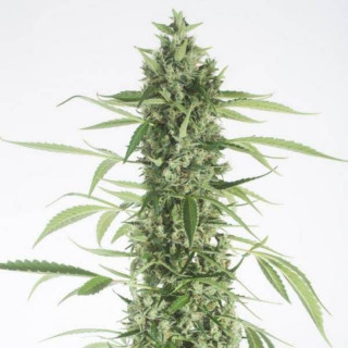 Moby Dick XXL Auto - Dinafem Seeds - Graines de Cannabis de Collection