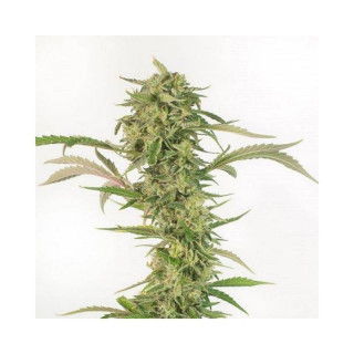 OG Kush CBD - Autofloraison - Dinafem Seeds