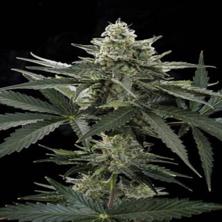 Road runner auto dinafem seeds