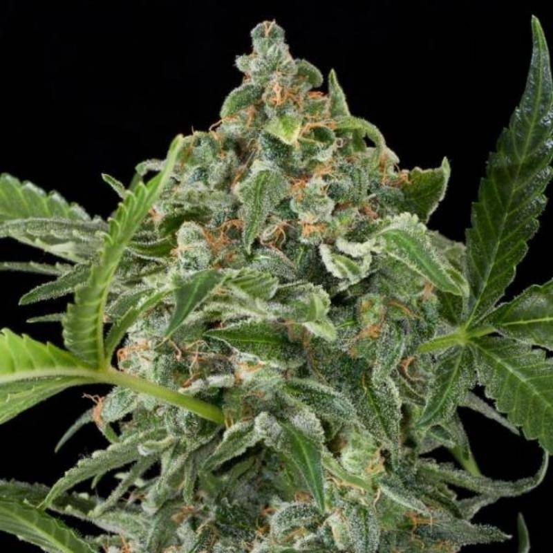 White cheese auto dinafem seeds White cheese auto dinafem seeds