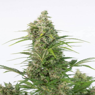 White Widow CBD - Autofloraison - Dinafem Seeds