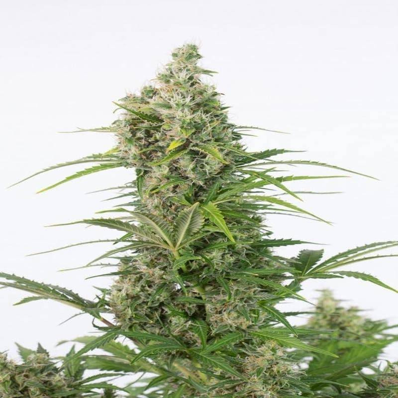 White Widow CBD - Autofloraison - Dinafem Seeds