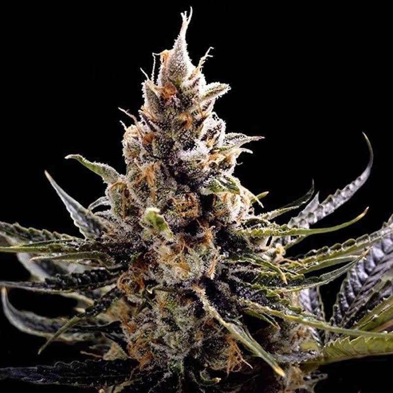 24k gold dna genetics 24k gold dna genetics