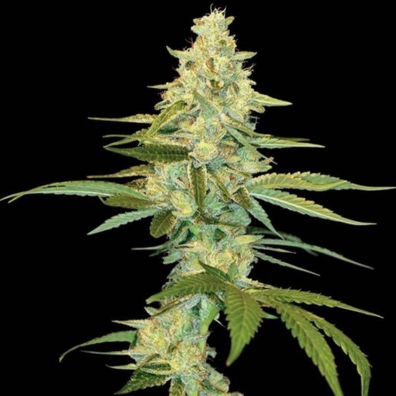 Cannalope kush DNA genetics Cannalope kush DNA genetics