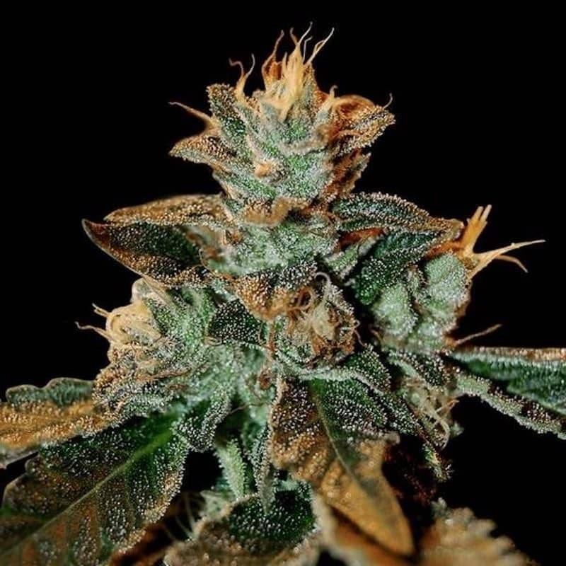 Cataract kush DNA genetics Cataract kush DNA genetics