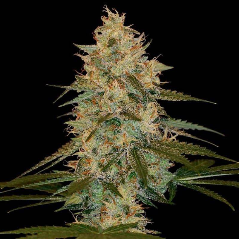 Chocolope kush DNA genetics