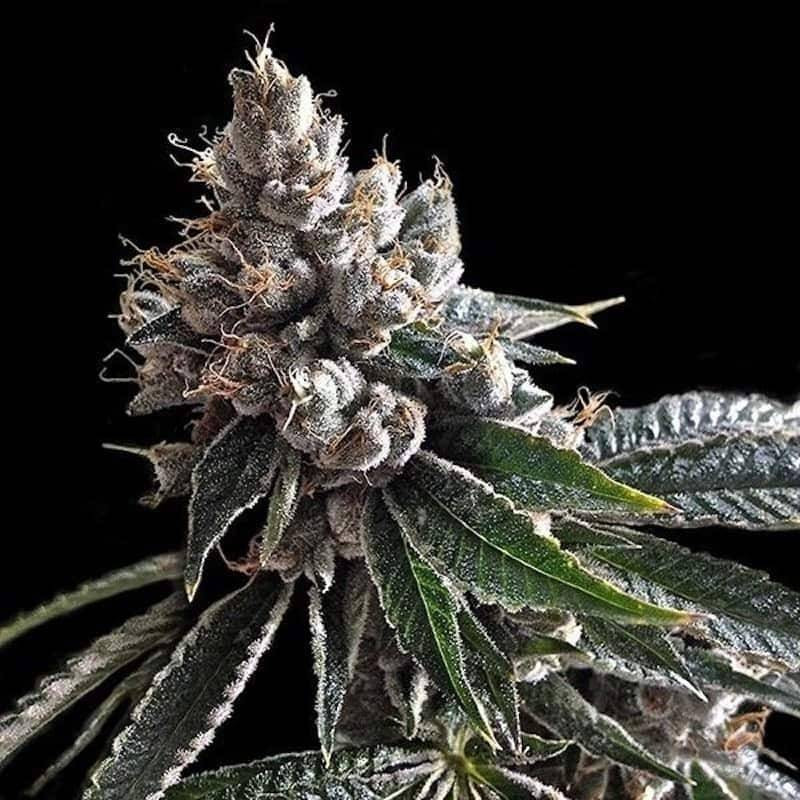 Golden lemons DNA genetics Golden lemons DNA genetics