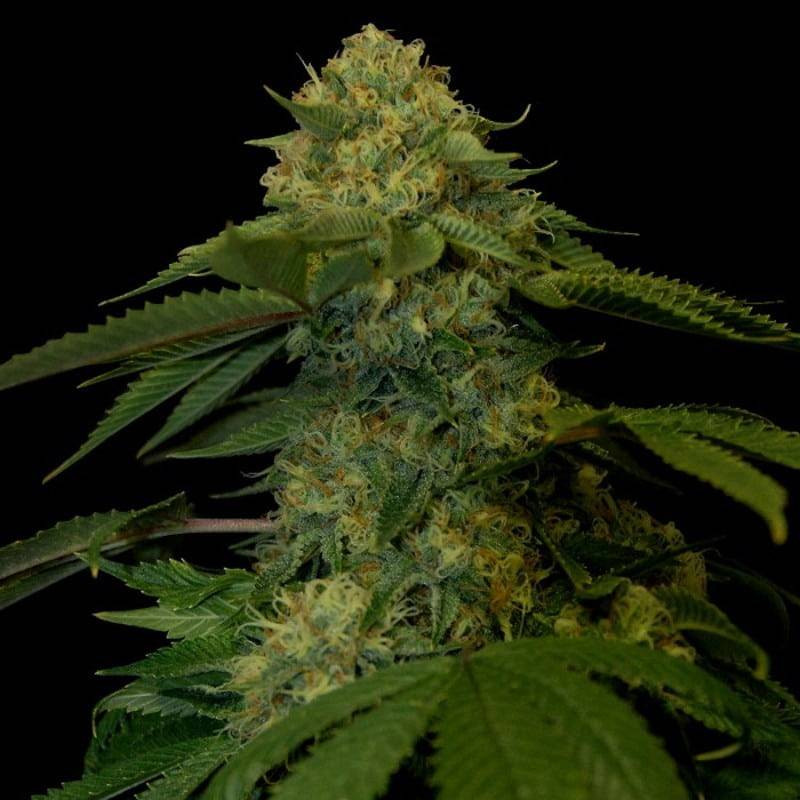 Holy grail kush DNA genetics Holy grail kush DNA genetics