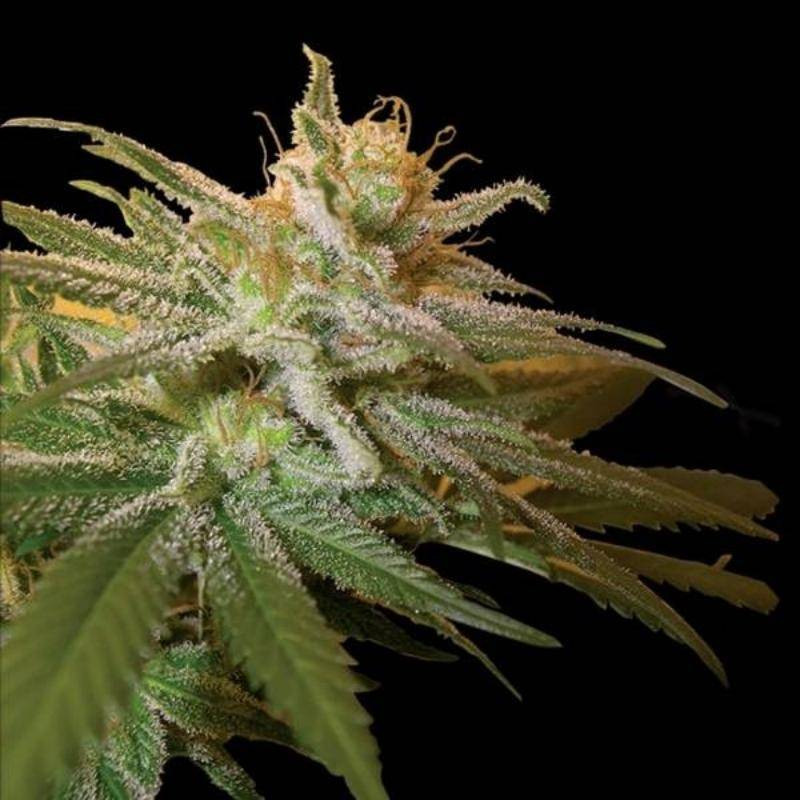 Kushberry DNA genetics Kushberry DNA genetics