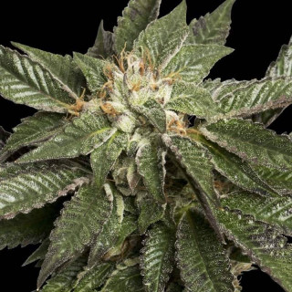 La Confidential - Féminisée - DNA Genetics - Graines de Collection