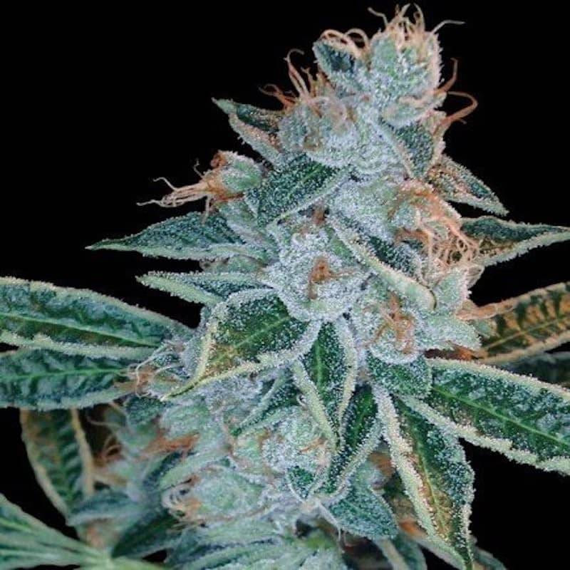 Lemon og kush DNA genetics