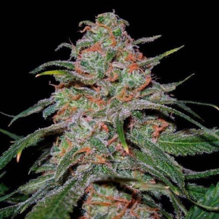 Lemon skunk DNA genetics