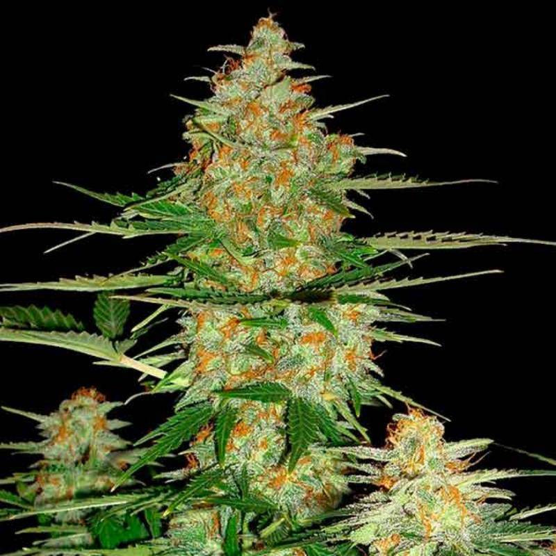 60 day wonder auto DNA genetics 60 day wonder auto DNA genetics
