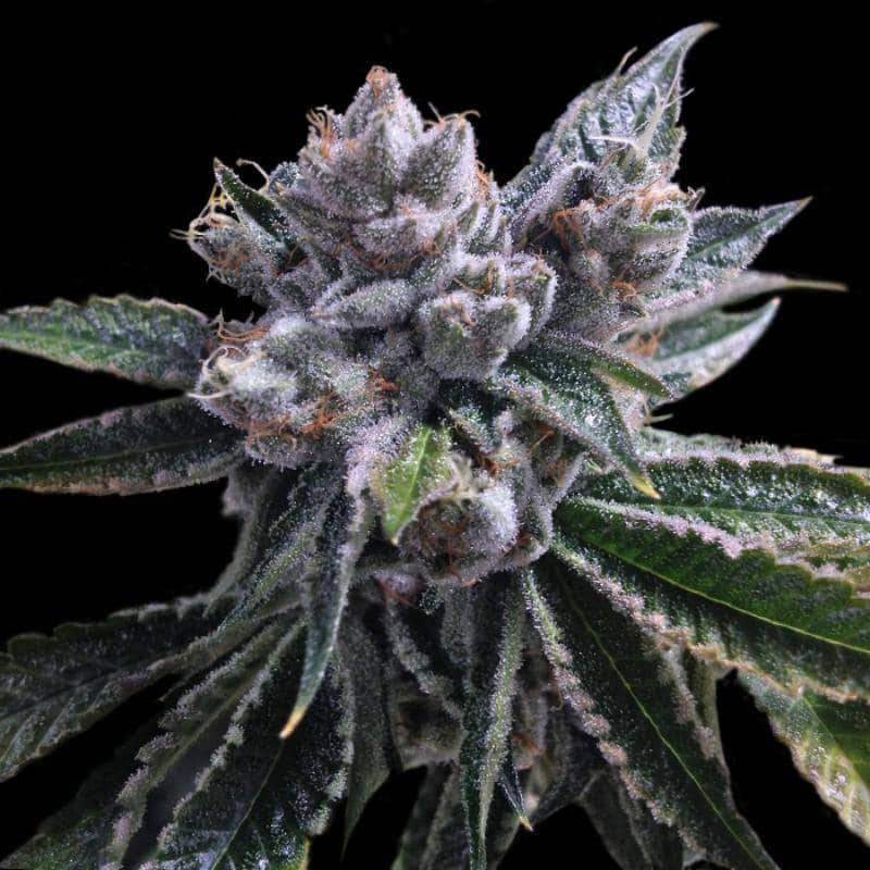 El fuego auto DNA genetics El fuego auto DNA genetics